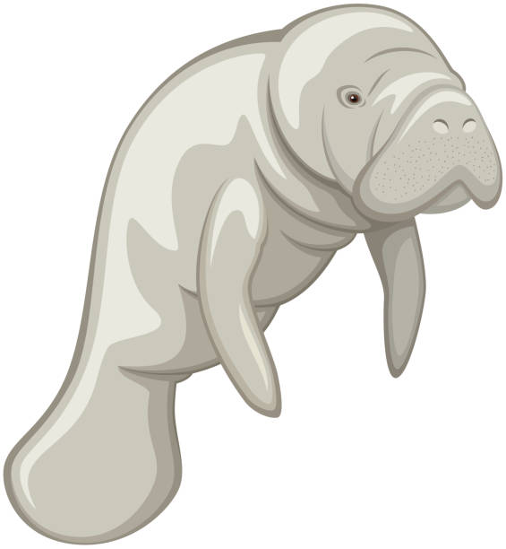 ilustraciones, imágenes clip art, dibujos animados e iconos de stock de manatí - manatee