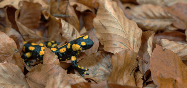 istock Close up of a fire salamander 1291891420