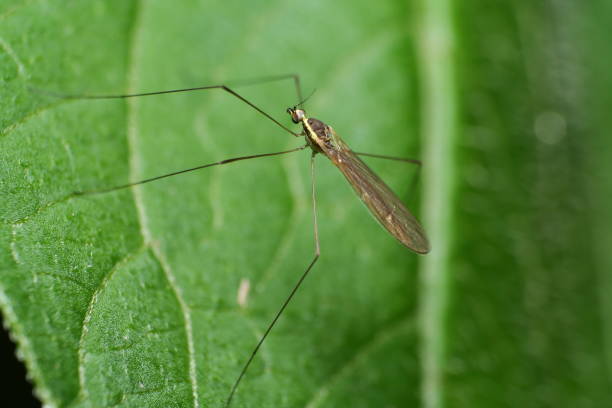 istock Male Mosquito at rest 1291891439