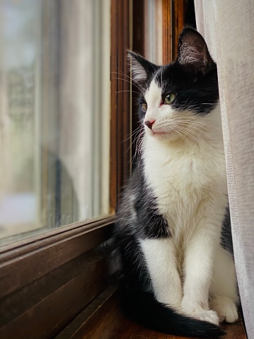 Beautiful black and white kitten, sitting on a window ledge in his home, behind a curtain, staring out the window.