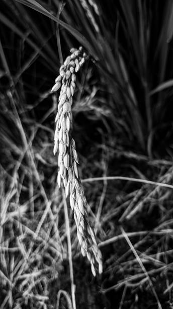 istock Black and white shot on rice beads 1291892384