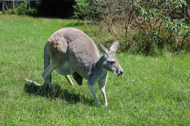 Photo of Mother Kangaroo walking