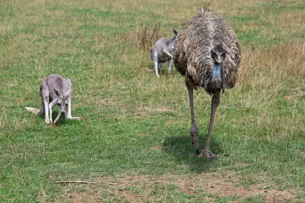 Photo of Emu and Kangaroo