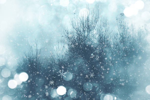 a heavy snowfall covers the forests
