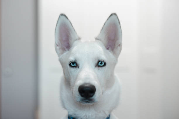 istock elegant dog looking at camera indoor 1291894731