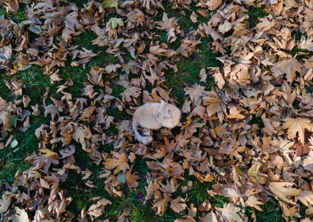 Autumn and Cat Uskudar Istanbul Turkey