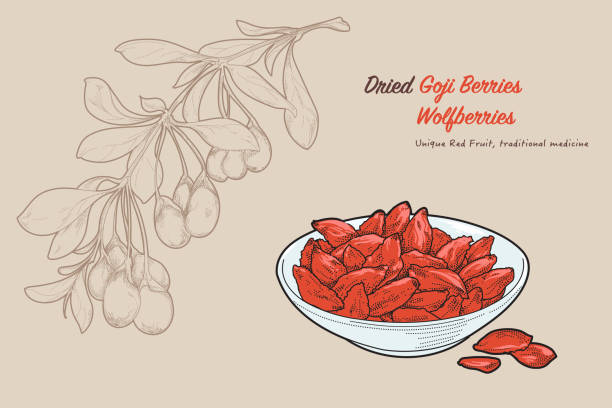 ilustrações de stock, clip art, desenhos animados e ícones de hand-drawn vector illustration of healthy food gojiberry or wolfberry by retro style, drawing by engraved dot and line. include fresh and dried type . - wolfberry