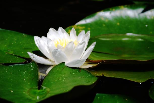 istock water lily flower in a lake 1291902200
