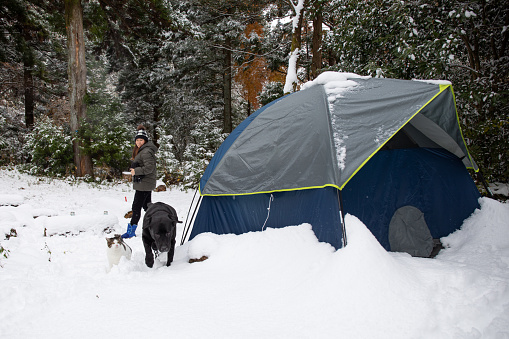 A Japanese woman camping in the snow with a cat and dog playing in the snow by a tent.