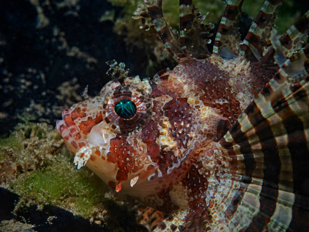 istock Shortfin Lionfish, Kurzflossen-Zwergfeuerfisch (Dendrochirus brachypterus) 1291903902