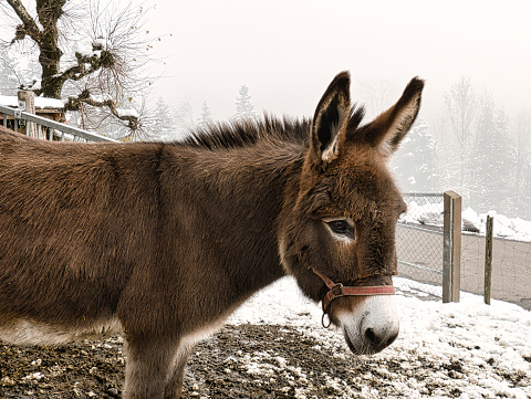 Side view of a brown donkey in winter environment