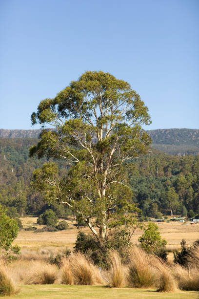 istock Mature eucalyptus tree growing in the Tasmanian landscape 1291904759