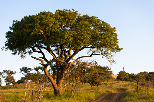 African landscape with  Acacia tree.\nTourism and vacations concept.