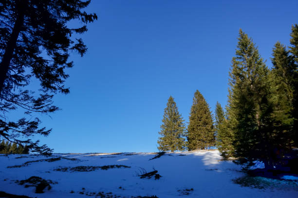 istock trees and snow with deep blue sky while hiking in the winter 1291905703