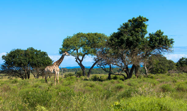 istock Rothschild Giraffe in natural habitat 1291905804