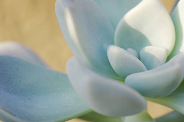 istock Close up image of the succulent. 1291905872