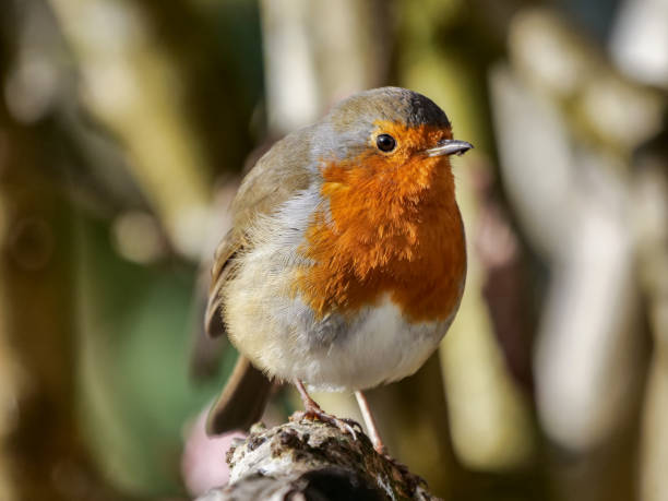 istock Cute European robin resting on the tree branch in winter sunshine 1291906076