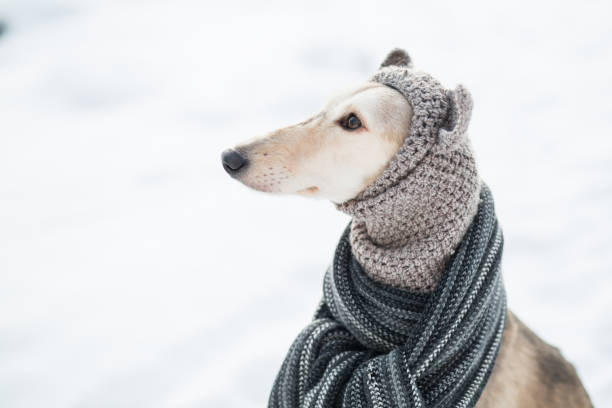 istock Saluki in knit hat and scarf in winter forest close up portrait. Side view 1291908321