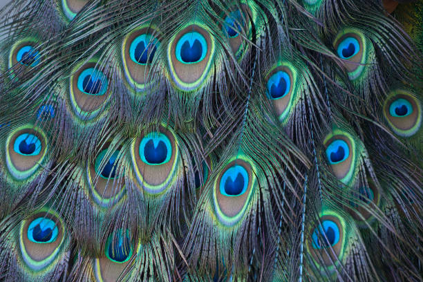 istock Close-up of peacock tail feathers also called a train 1291909696