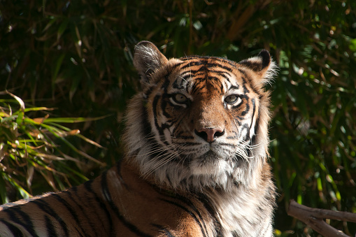 A gorgeous Sumatran Tiger, piercing green eyes, beautiful markings.