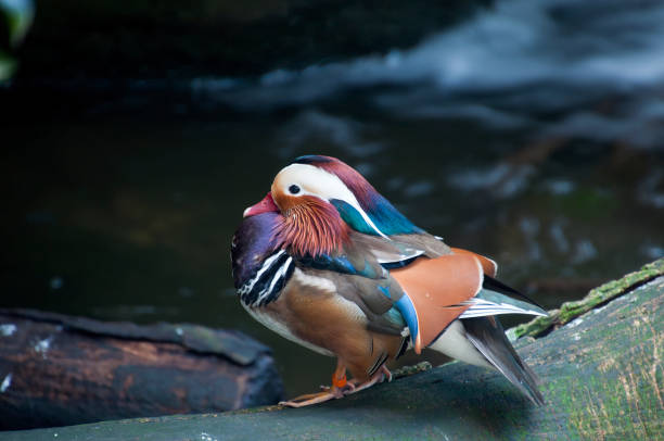 istock Mandarin duck standing on log by river 1291910378