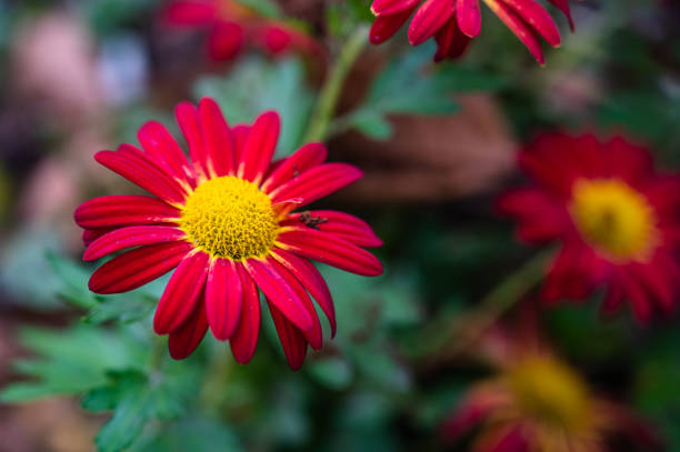 istock A selective focus shot of vibrant red pyrethrums 1291911508