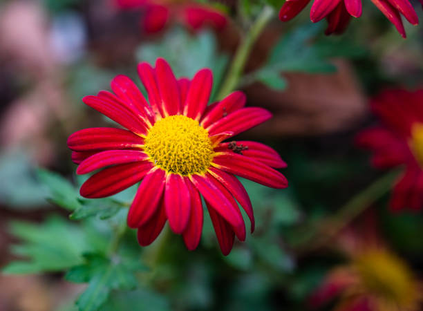 istock A selective focus shot of vibrant red pyrethrums 1291911693