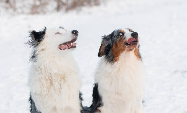 istock Two australian shepherd sitting in winter forest. 1291911772