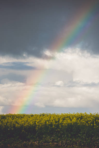 istock Rainbow over canola fields in the Overberg 1291912060