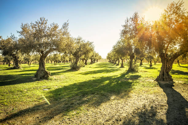 plantation of olive trees in the park for leisure activities in sunny day