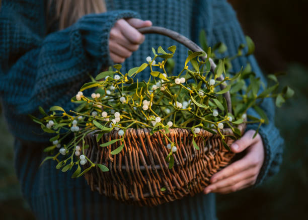 giovane ragazza che tiene in mano un cesto di vimini con rami di vischio con foglie verdi e bacche bianche. - mistletoe foto e immagini stock