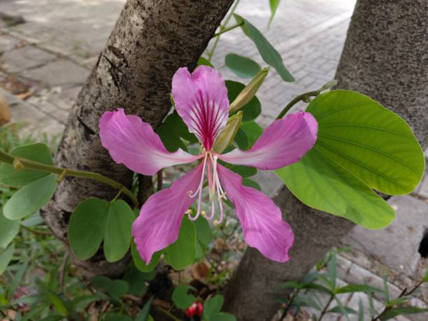 istock Pink flower in a garden 1291913040