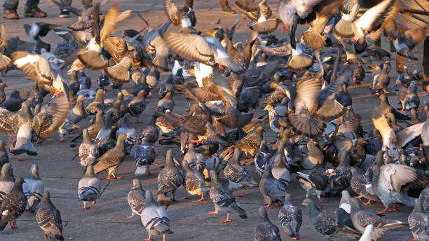 istock Pigeons Feeding Frenzy 1291913939
