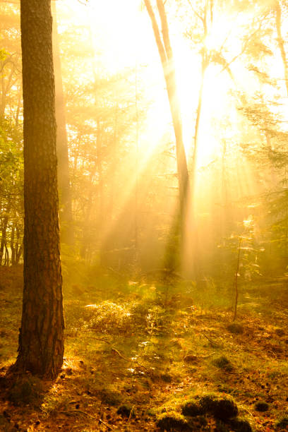 istock Autumn day in a beach tree forest with brown leafs on the hills 1291914155