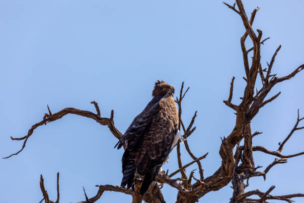 istock Majestic martial eagle perched on dead tree, Namibia Africa safari wildlife 1291914225