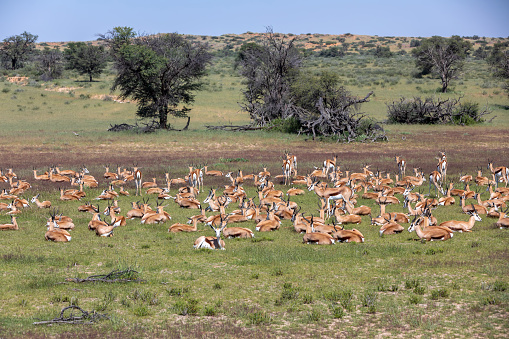 herd of resting Springbok Antidorcas marsupialis, in green Kalahari, deser after rain season, South Africa wildlife