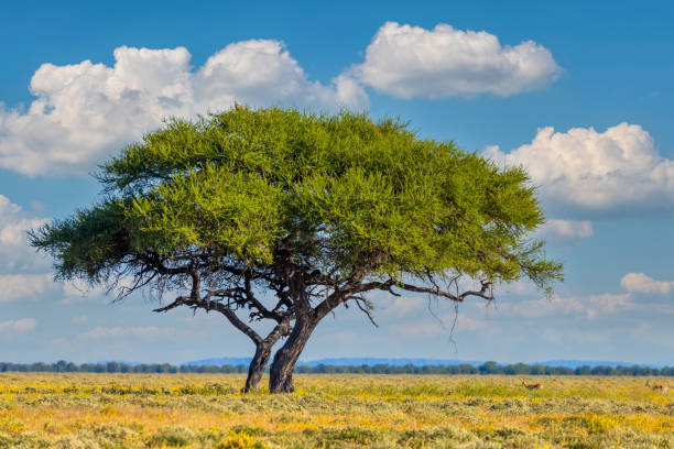 Blooming Kalahari desert South Africa wilderness Yellow blooming savanna - blooming Kalahari desert with alone green acacia tree after rain season, South Africa wilderness landscape adaptation to nature stock pictures, royalty-free photos & images