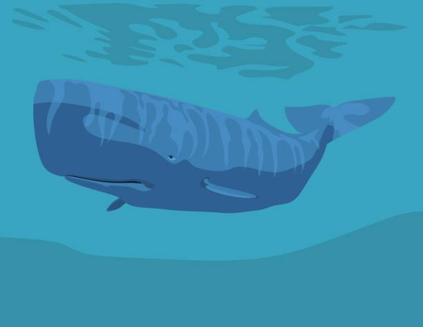 istock marine art - cachalot floating in the ocean 1291915153
