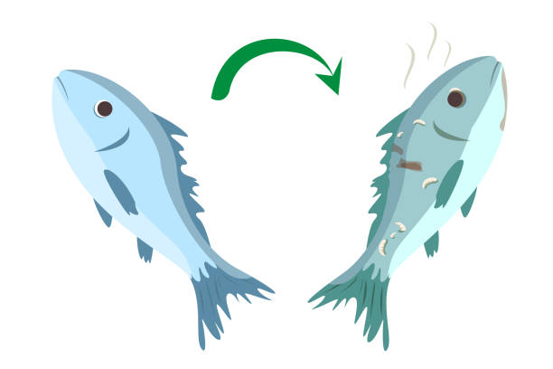 Cartoon Of The Rotten Fish Illustrations, Royalty-Free Vector Graphics &  Clip Art - iStock