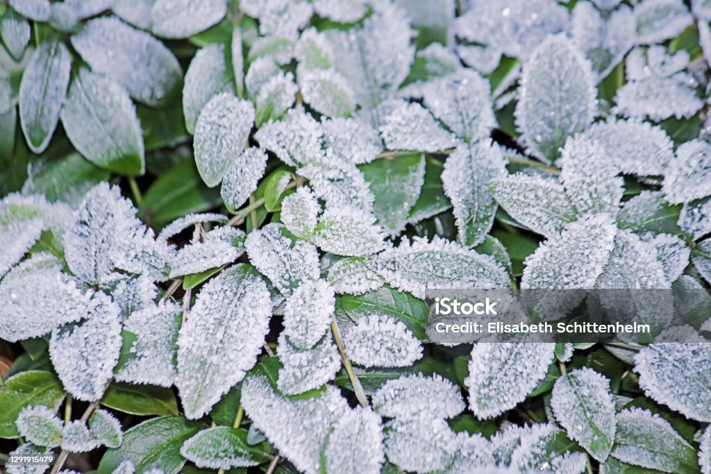 Frozen leaves Close-up of frozen ground cover  leaves Backgrounds Stock Photo