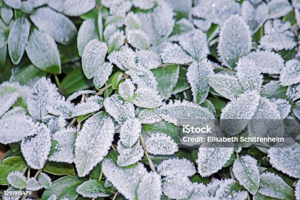 Frozen Leaves Stock Photo - Download Image Now - Backgrounds, Beauty, Botany