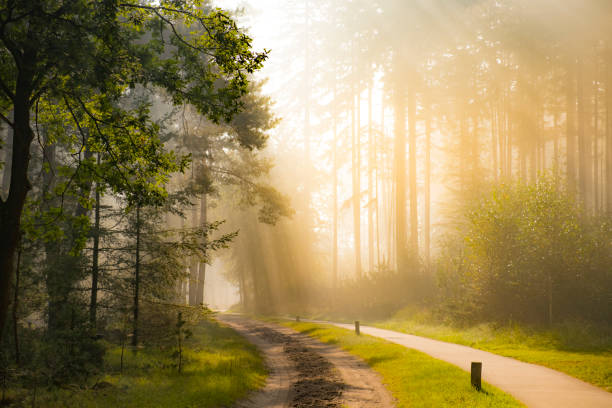 sentier par une forêt de hêtres et de pins pendant un matin brumeux d’automne - beech tree photos photos et images de collection