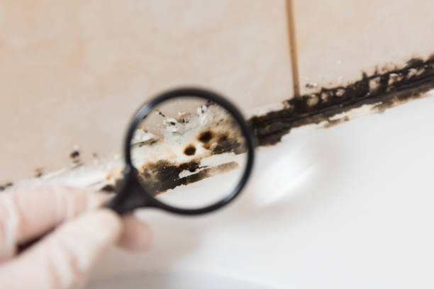 istock We consider the mold under a magnifying glass. In the bathroom, a black mold has formed in the silicone putty 1291917556