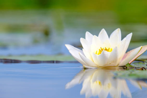 flor de lily de agua de cerca en un canal en la reserva natural de weerribben-wieden - wieden weerribben fotografías e imágenes de stock