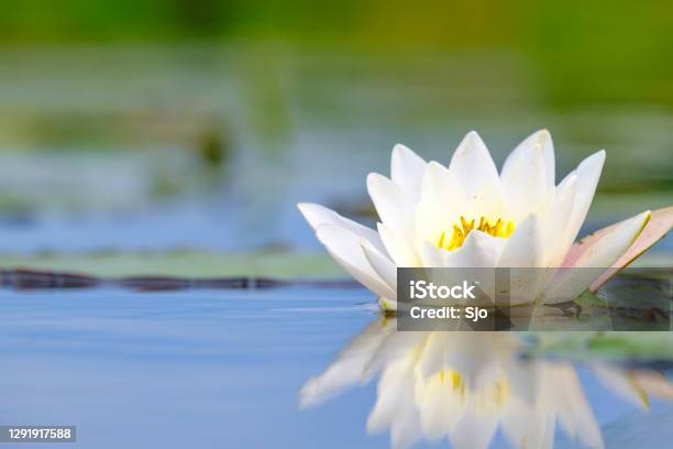 Waterlily Flower Close Up In A Canal In The Weerribbenwieden Nature Reserve Stock Photo - Download Image Now