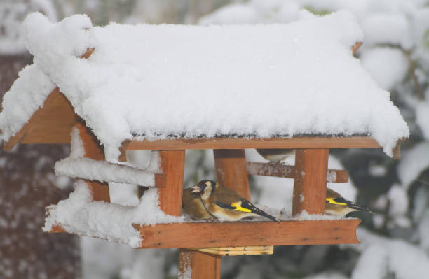 istock Birdhouse with snow roof 1291918721