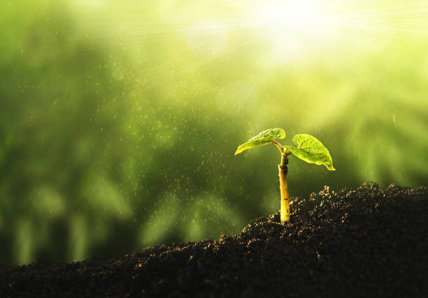 istock Young plant growing at sunlight. Saving environment, save clean planet, ecology concept.World Earth Day banner. 1291920445