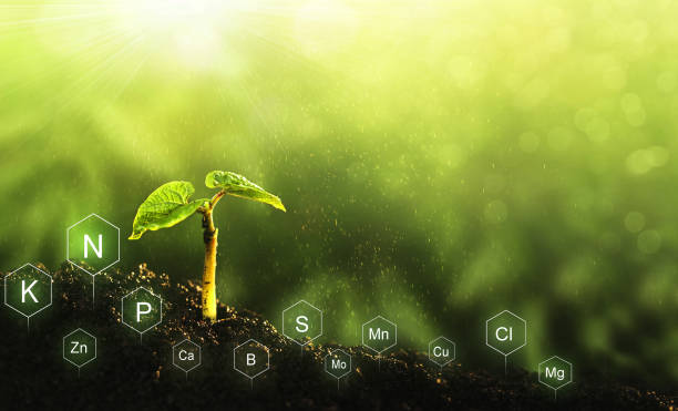 role of nutrients in plant life. soil with digital mineral nutrients icon. - the natural world plant attribute natural phenomenon mineral imagens e fotografias de stock