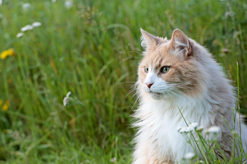A portrait of a norwegian forest cat male in a meadow