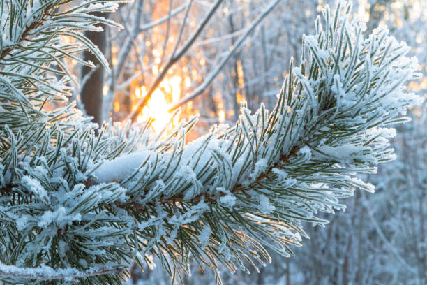 istock branches of a Christmas tree covered with fluffy snow in a winter forest against the backdrop of the setting sun. middle ural. Russia 1291920936